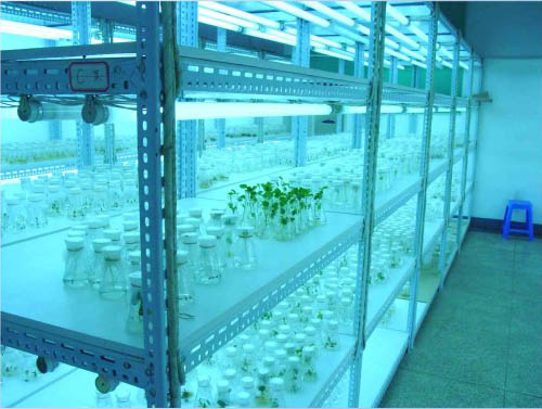 美順達(dá)培養(yǎng)架4