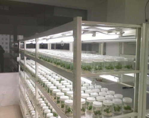 美順達(dá)培養(yǎng)架3